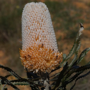 Banksia hookeriana